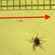 Illustration for article titled The Fastest Animal (Relative to its Size) Is Really, emReally/em Fast